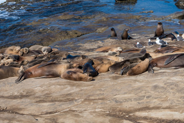 Group of Sea Lions on the rock at La Jolla, California
