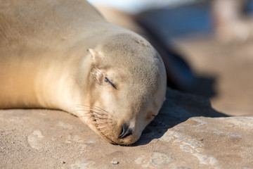 Sleeping Sea Lion at La Jolla, California
