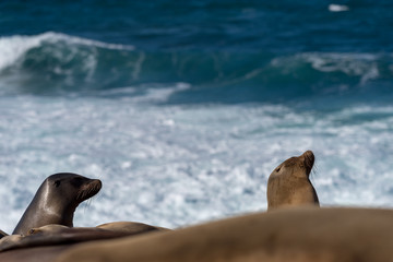 Sea Lion and wave at La Jolla, California
