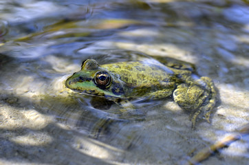 Frog in the pond closeup