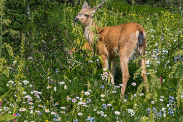 Deer Grazing among Mountain Wildflowers, Grass, and Forest