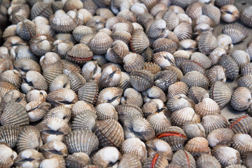 Fresh cockle or blood clam background. raw material for Thai food