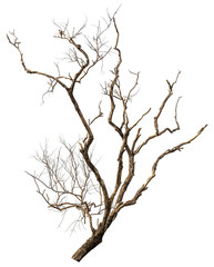 Dead tree isolated
