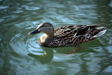 Female Mallard