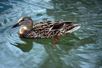 Mallard Hen