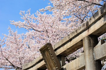 鳥居と桜