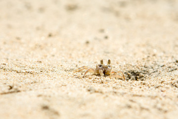 Small crabs on the beach