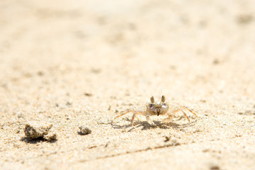 Small crabs on the beach
