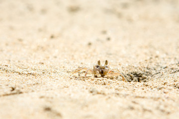 Small crabs on the beach