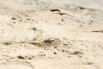Fototapeta na wymiar Small crabs on the beach