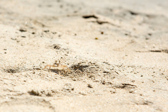 Small crabs on the beach