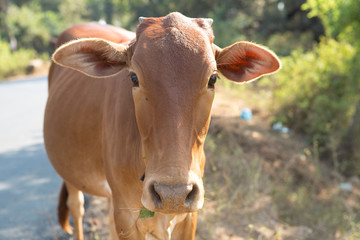cow close up