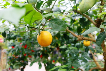 レモン 檸檬 れもん 1つ ひとつ １個