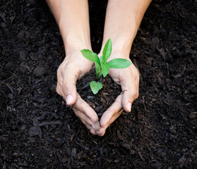 Ecology concept hands holding plant a tree sapling with on ground world environment day