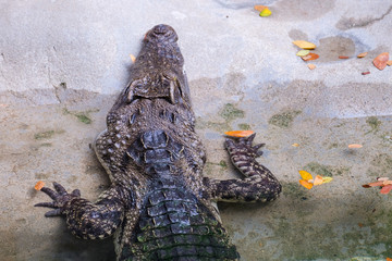 Close up of crocodiles in Thailand. Crocodiles (subfamily Crocodylinae) or true crocodiles are...