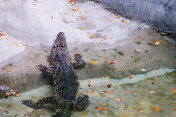 Close up of crocodiles in Thailand. Crocodiles (subfamily Crocodylinae) or true crocodiles are large aquatic reptiles that live throughout the tropics in Africa, Asia, the Americas and Australia.