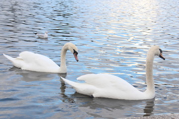 Fototapeta premium Swan lake