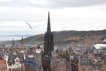 Edinburgh city landscape Scott Tower Seagull flying