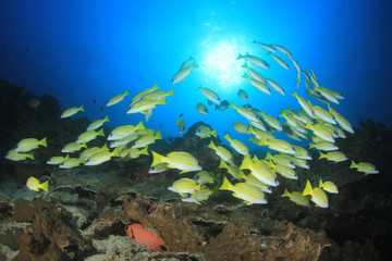 Obraz na płótnie Canvas Coral reef and fish in ocean