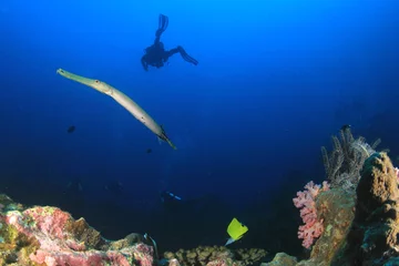 Fotobehang Scuba diving on coral reef with fish © Richard Carey