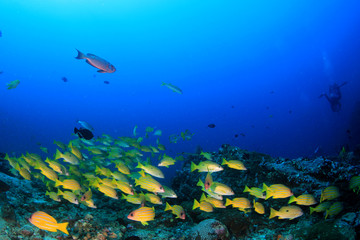 Obraz na płótnie Canvas Fish on coral reef underwater