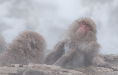 Monkey in winter in Nagano, Japan.