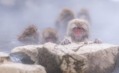 Monkey in winter in Nagano, Japan.