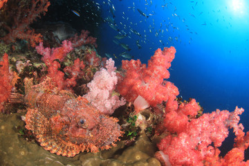 Fototapeta na wymiar Scorpionfish fish on coral reef