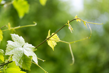 Young leaves of grapes on spring nature