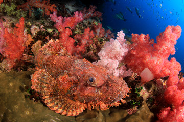 Fototapeta na wymiar Scorpionfish fish on coral reef