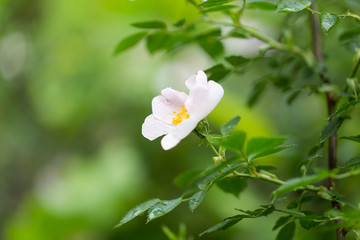 Young leaves of grapes on spring nature