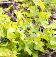 Young leaves of grapes on spring nature