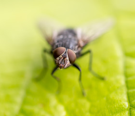 Portrait of a fly on a green leaf