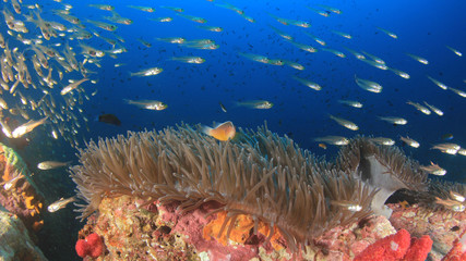 Clownfish Anemonefish fish on coral reef