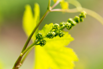 Young leaves of grapes on spring nature