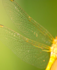 Wings of a dragonfly as a background