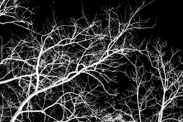 Naked tree branches on a black background