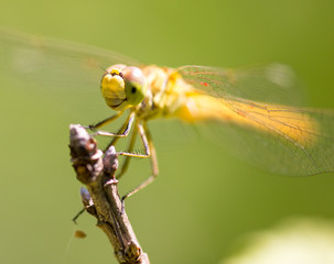 Dragonfly on a branch in the open air