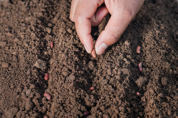 farmer hand planting bean of marrow in the vegetable garden