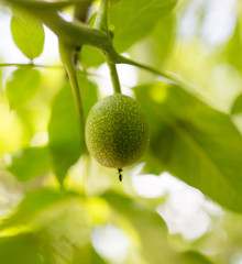 Walnuts on the tree in the garden