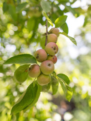 Ripe apples on a tree in the garden