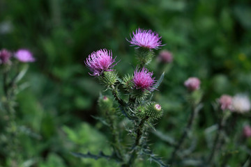 three pink flowers in the green grass