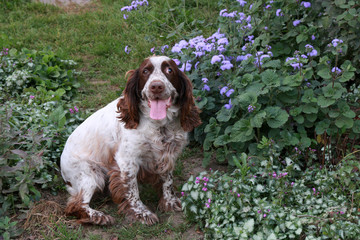 dog in flowers with tongue out