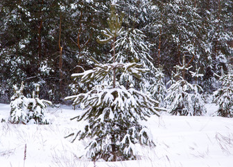 Coniferous trees in snow on nature in winter