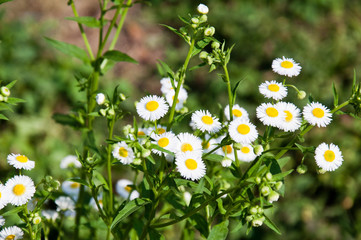 White flowers used to pay homage to the Buddha.