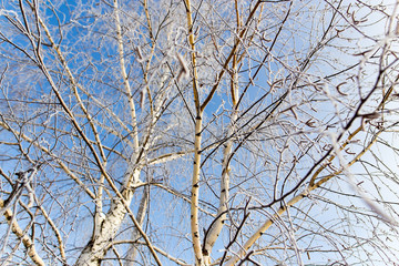 White birch branches in winter against a blue sky