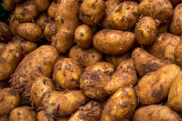 Kartoffeln nach der Ernte