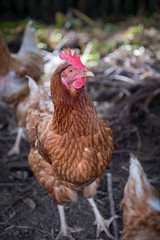 Chicken
