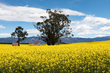 Red roofed buildings amidst the bright yellow flowers of a canola field in New Zealand