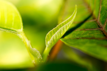 Young leaves on an indoor plant